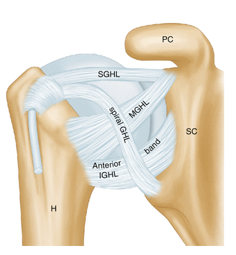 Shoulder ligaments.