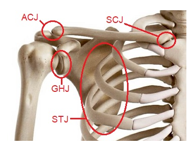 Shoulder Joints.