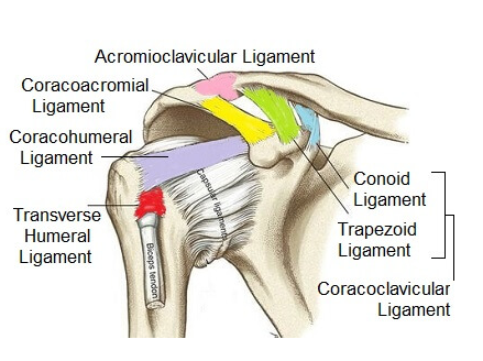 Shoulder ligaments.