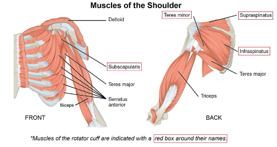 Shoulder muscles.