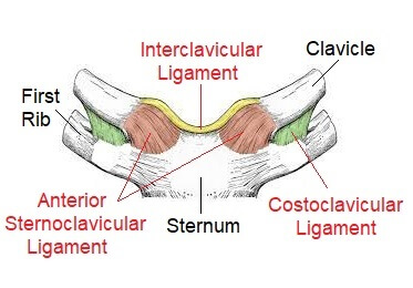 Shoulder ligaments.